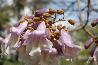 昙花怎么保存?昙花怎么保存是冷藏还是冷冻? 